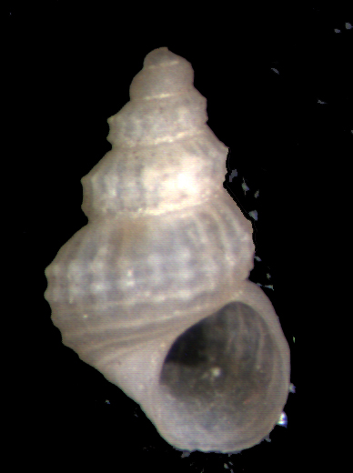 Alvania scabra, oranica